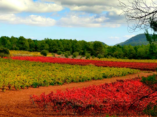  ANGELA LLOP [Torrelles de Foix-Barcelona] _ viñas de otoño 