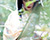  [CAPTURA / la geisha que reinaba en el bosque del olvido. barcelona, 2013] 