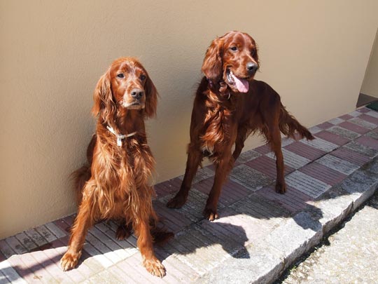  ANDREU BUENAFUENTE _ casi iguales 