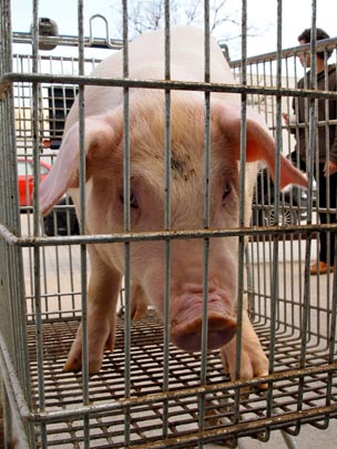  ANDREU BUENAFUENTE _ colaborador de un solo programa 