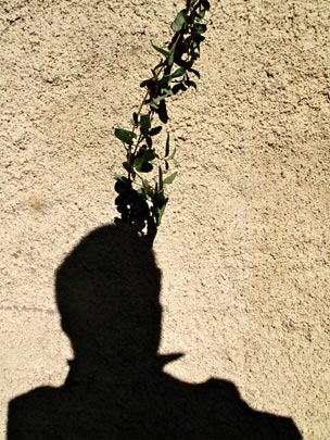  ANDREU BUENAFUENTE _ conexión vegetal 