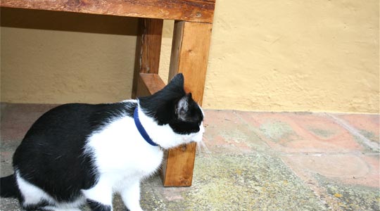  ANDREU BUENAFUENTE _ depredador (1) 