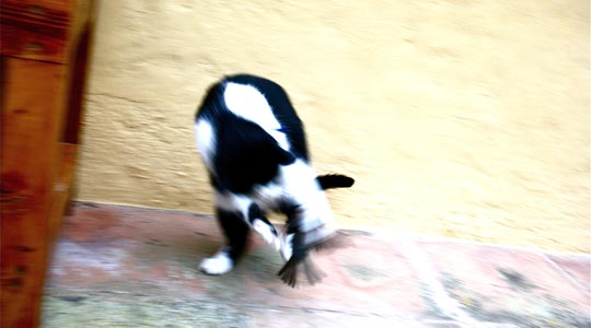  ANDREU BUENAFUENTE _ depredador (2) 