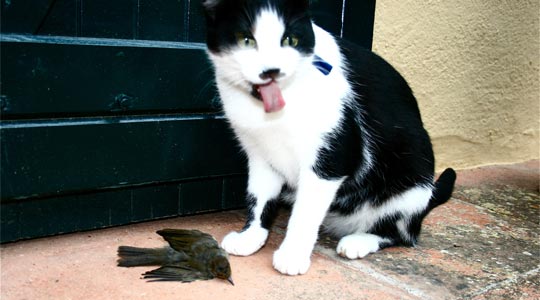  ANDREU BUENAFUENTE _ depredador (3) 