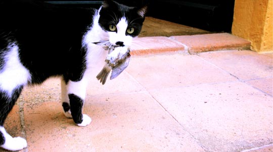  ANDREU BUENAFUENTE _ depredador (4) 