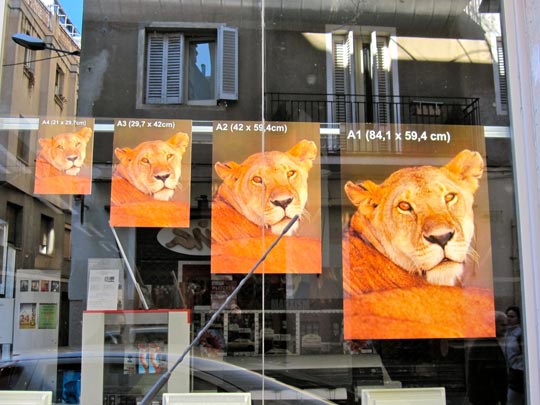  ANDREU BUENAFUENTE _ diversos tipos de leonas 