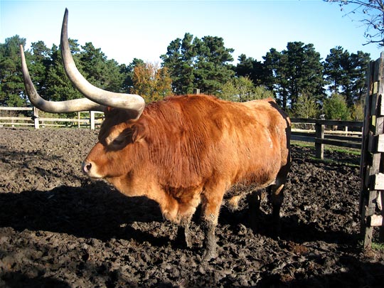  ANDREU BUENAFUENTE _ engañado 