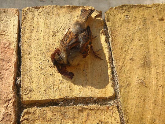  ANDREU BUENAFUENTE _ final de trayecto 