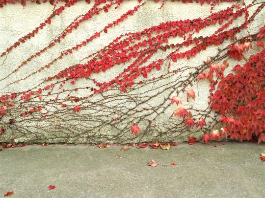  ANDREU BUENAFUENTE _ fuga otoñal 