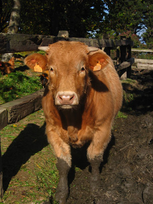  ANDREU BUENAFUENTE _ hola 