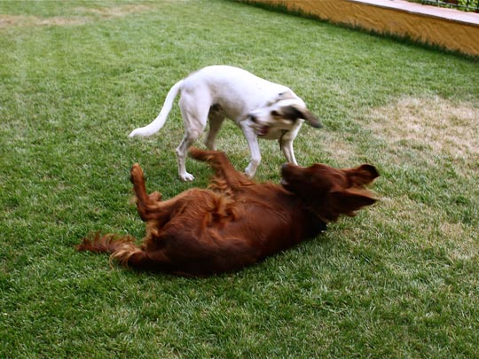  ANDREU BUENAFUENTE _ juego de perros 