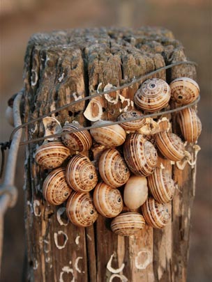  ANDREU BUENAFUENTE _ la comunidad 