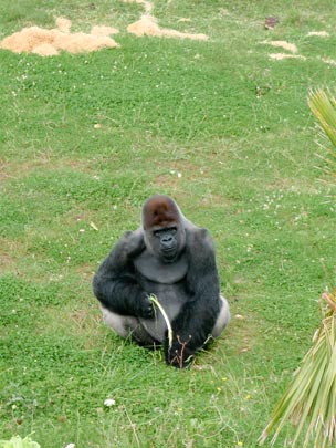  ANDREU BUENAFUENTE _ micky i de cantabria 