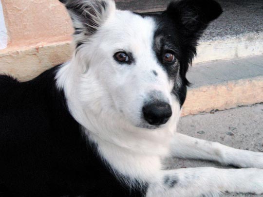  ANDREU BUENAFUENTE _ nick 