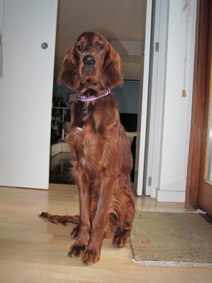  ANDREU BUENAFUENTE _ nobleza canina 