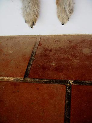  ANDREU BUENAFUENTE _ patas en la calle 