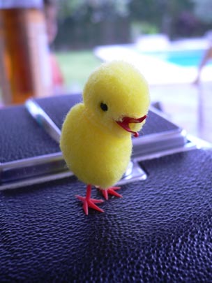  ANDREU BUENAFUENTE _ pollito 1 