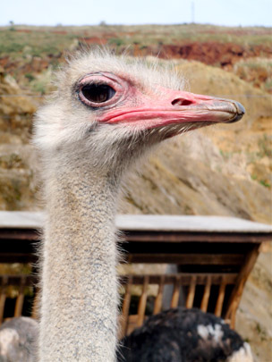  ANDREU BUENAFUENTE _ pollo estrambótico 