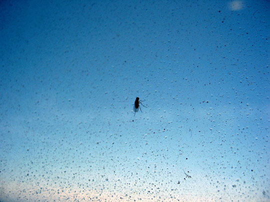  ANDREU BUENAFUENTE _ superviviente 