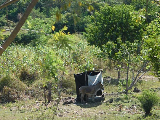  ALBERT FERRER _ burro en urinario 