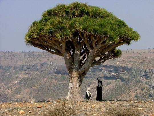  TERESA SAMPERIO [Ibiza-Illes Balears] _ a la sombra del drago 