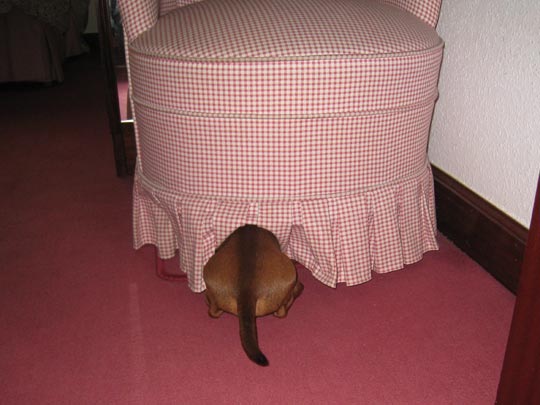  SUSANA NIETO [Bilbao] _ a veces pierdo la cabeza 