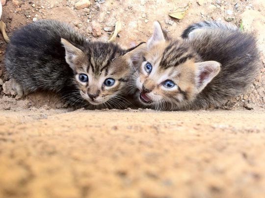  ESTHER ROSELL [Alzira-Valencia] _ abandonados 