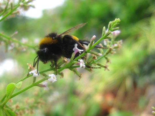 CONCHI SAMPER SANCHEZ [Malgrat de Mar-Barcelona] _ abeja maya, nos estamos quedando sin ellas 