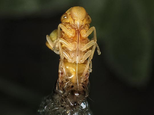  JOAN RODÓ [Queralbs-Girona] _ alien, una nova vida 