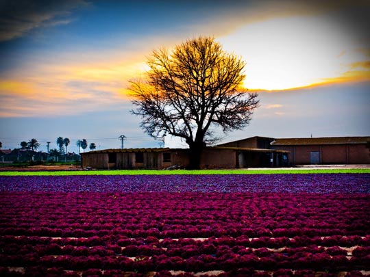  MARIANO PELEGRIN [Cartagena-Murcia] _ atardecer en el campo de cartagena 