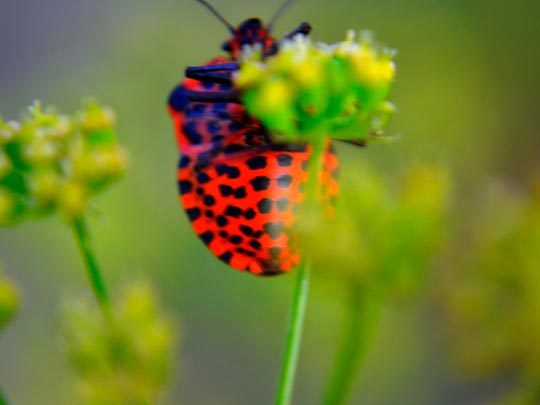  ANGELA LLOP [Torrelles de Foix-Barcelona] _ bicho rojo 