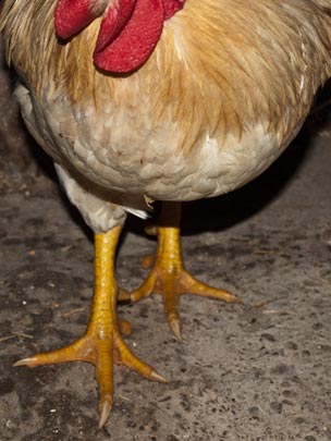  ESTIBALIZ GARCIA [Viana-Navarra] _ conseguirá el indulto 