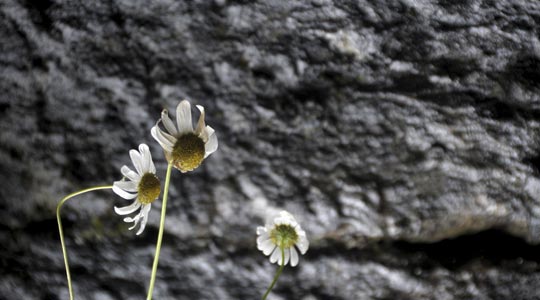  LUSY INCERA [Laredo-Cantabria] _ cotilleo floral 