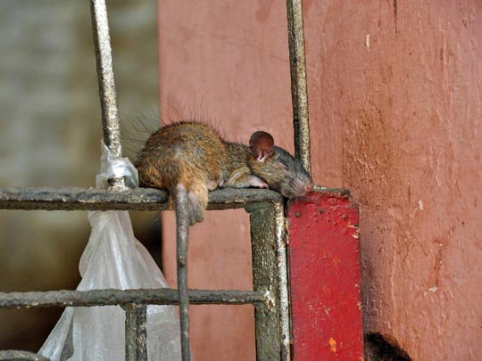  SISCU GONZALEZ [Sta. Margarida i Els Monjos-Barcelona] _ echando una siesta 