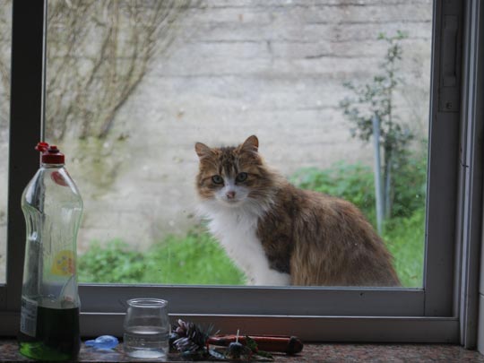  LAURA RIOS [Culleredo-A Coruña] _ el visitante 