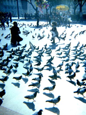  MARIA MILLA [Barcelona] _ entre palomas 