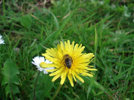  ARIANA SANTAMARIA [Villaviciosa-Asturias] _ ese culito, qué no pase hambre 