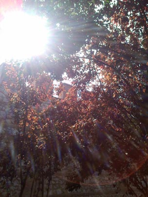  VANE ÁLVARO [Alcalá de Henares-Madrid] _ explosión de otoño 