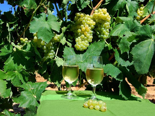  ANGELA LLOP [Torrelles de Foix-Barcelona] _ fresco y maduro 