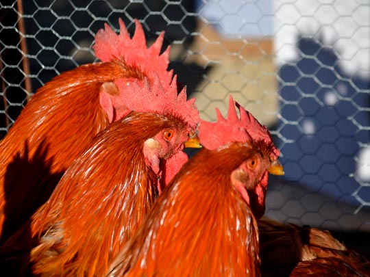  ANGELA LLOP [Torrelles de Foix-Barcelona] _ gall ros del penedè 