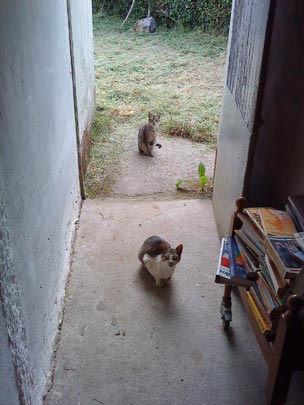  CRISTIAN BARALLOBRE [A Coruña] _ gaticos 