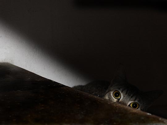  MARÍA DOMÍNGUEZ [Binissalem-Illes Balears] _ gato ninja 