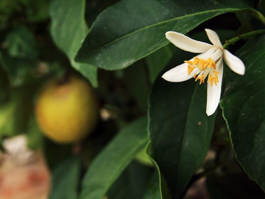  ANA MORALES [Sta. Coloma-Barcelona] _ limón en espera 