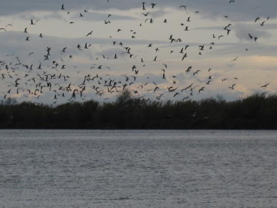  M.ANGELES BONILLA [Barcelona] _ pájaros 