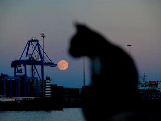  LUIS CAPPELLINI [Las Palmas -Las Palmas] _ luna felina 