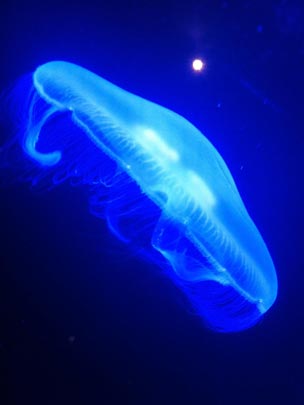  EVA NIETO [Madrid] _ med, ee.uu 