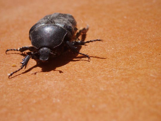  GINÉS LÓPEZ [Sangonera La Verde-Murcia] _ mi mascota kafka 