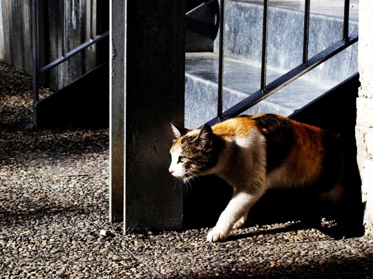  DAVID MOREJÓN [Benidorm-Alicante] _ miau 