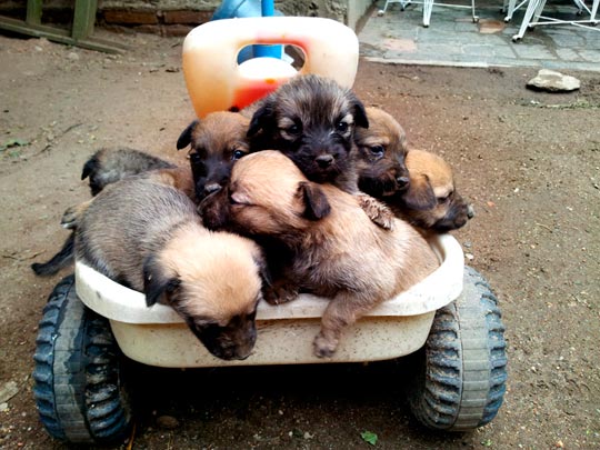  LUIS CAPPELLINI [Las Palmas -Las Palmas] _ overbooking 