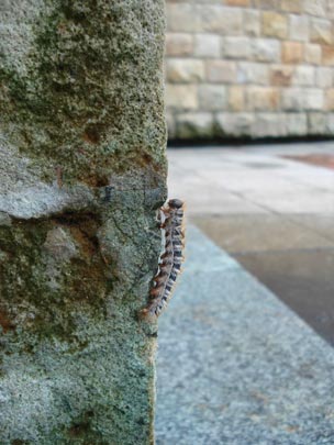  ARIANA SANTAMARIA [Villaviciosa-Asturias] _ paso de vivir con los (20) pies en el suelo 